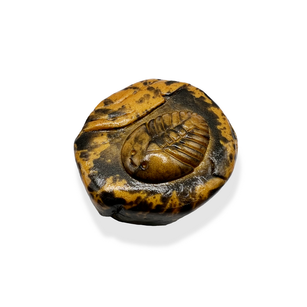 Fossil Friends - Trilobite -granite