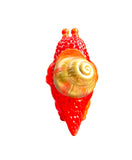Baby Mansnail - Candy Apple Glitter